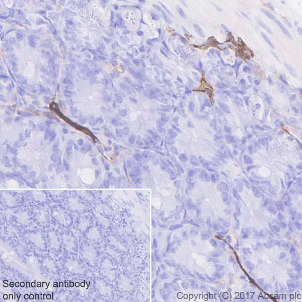 Immunohistochemistry (Formalin/PFA-fixed paraffin-embedded sections) - Anti-LYVE1 antibody [EPR21771] - BSA and Azide free (AB230377)