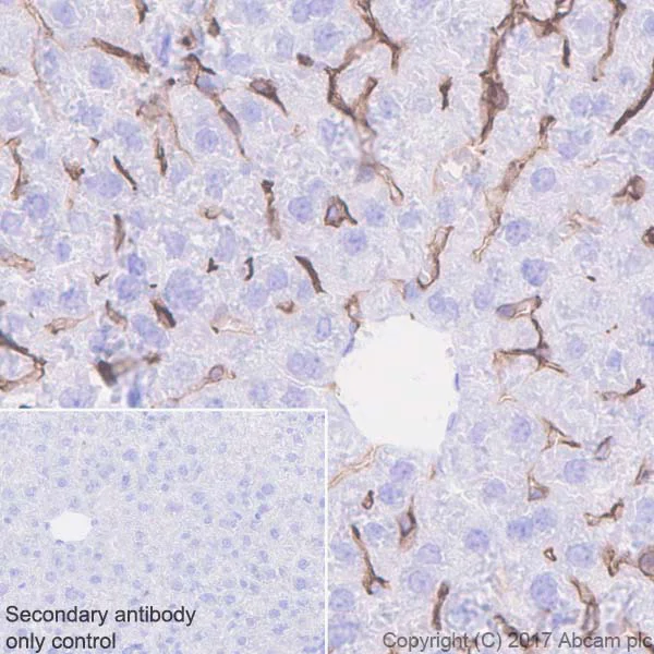 Immunohistochemistry (Formalin/PFA-fixed paraffin-embedded sections) - Anti-LYVE1 antibody [EPR21771] - BSA and Azide free (AB230377)