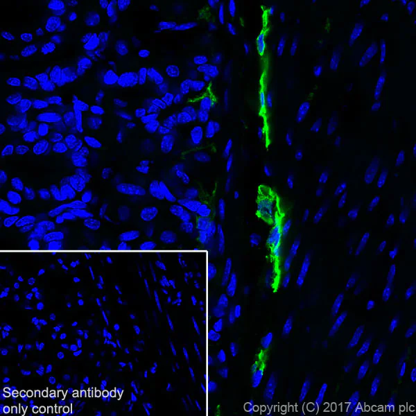 Immunohistochemistry (Frozen sections) - Anti-LYVE1 antibody [EPR21771] - BSA and Azide free (AB230377)