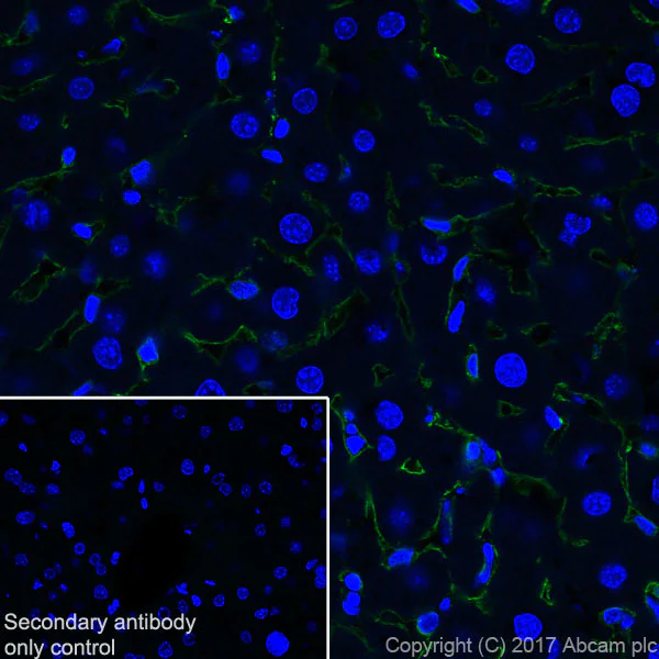 Immunohistochemistry (Frozen sections) - Anti-LYVE1 antibody [EPR21771] - BSA and Azide free (AB230377)