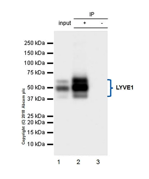 Immunoprecipitation - Anti-LYVE1 antibody [EPR21771] - BSA and Azide free (AB230377)
