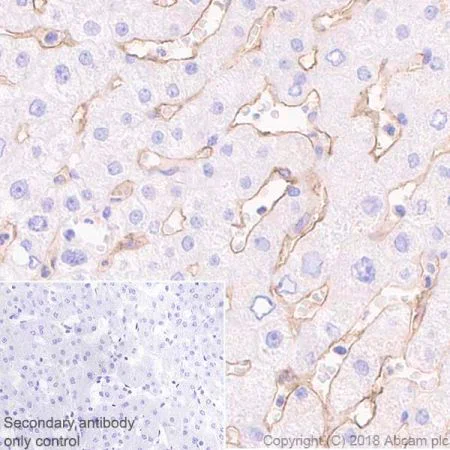 Immunohistochemistry (Formalin/PFA-fixed paraffin-embedded sections) - Anti-LYVE1 antibody [EPR21857] - BSA and Azide free (AB232935)