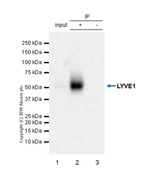 Immunoprecipitation - Anti-LYVE1 antibody [EPR21857] - BSA and Azide free (AB232935)