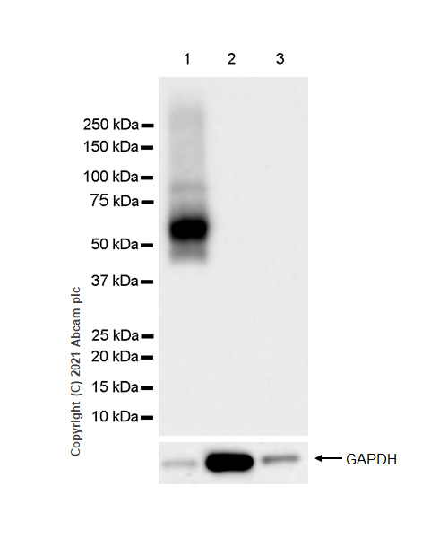 Western blot - Anti-LYVE1 antibody [RM1008] (AB281587), expandable thumbnail