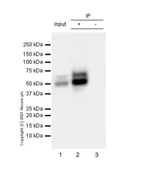 Immunoprecipitation - Anti-LYVE1 antibody [RM1008] - BSA and Azide free (ab282748), expandable thumbnail