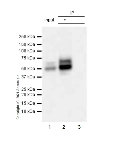 Immunoprecipitation - Anti-LYVE1 antibody [RM1008] - BSA and Azide free (AB282748)