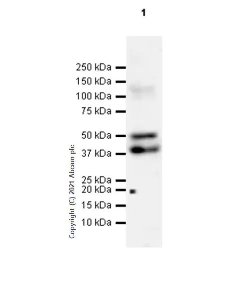 Western blot - Anti-LYVE1 antibody [RM1008] - BSA and Azide free (AB282748), expandable thumbnail