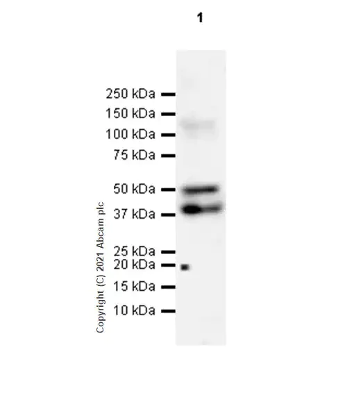Western blot - Anti-LYVE1 antibody [RM1008] - BSA and Azide free (AB282748)