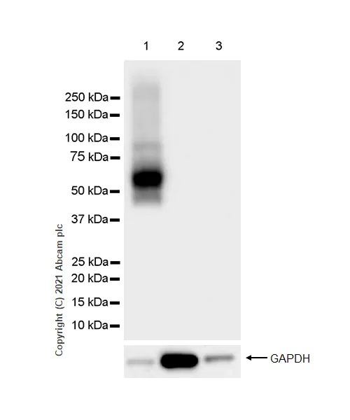 Western blot - Anti-LYVE1 antibody [RM1008] - BSA and Azide free (AB282748), expandable thumbnail