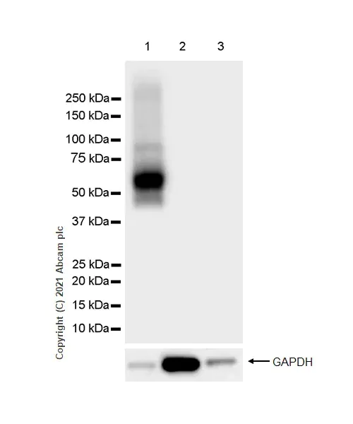 Western blot - Anti-LYVE1 antibody [RM1008] - BSA and Azide free (AB282748)