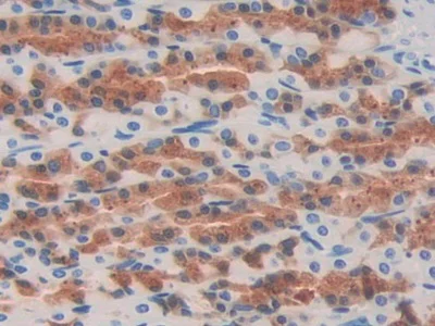 Immunohistochemistry (Formalin/PFA-fixed paraffin-embedded sections) - Anti-LZP antibody (AB232686)