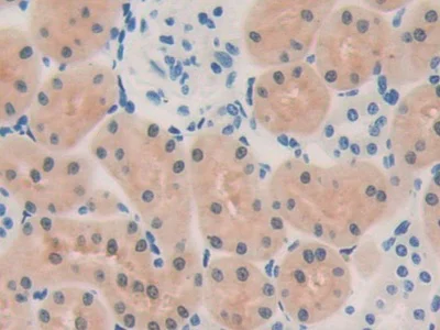 Immunohistochemistry (Formalin/PFA-fixed paraffin-embedded sections) - Anti-LZP antibody (AB232686)