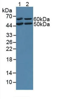 Western blot - Anti-LZP antibody (AB232686)