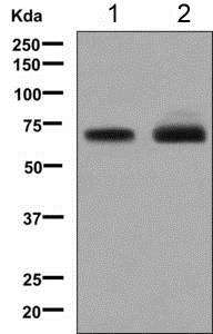 Western blot - Anti-LZP antibody [EPR9348] - BSA and Azide free (AB248871), expandable thumbnail