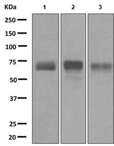 Western blot - Anti-LZP antibody [EPR9349] (AB172973)