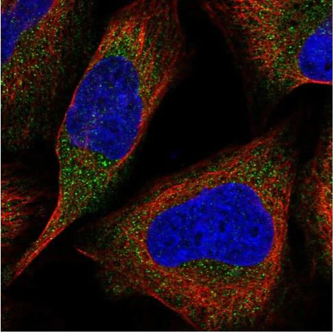 Immunocytochemistry/ Immunofluorescence - Anti-LZTFL1 antibody (AB187918)
