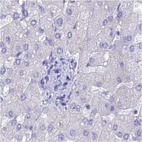 Immunohistochemistry (Formalin/PFA-fixed paraffin-embedded sections) - Anti-LZTFL1 antibody (AB187918)