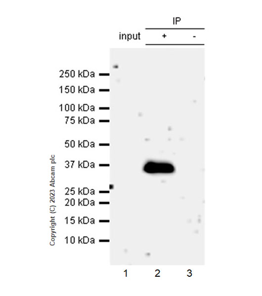 Immunoprecipitation - Anti-LZTFL1 antibody [EPR27975-54] (AB313634), expandable thumbnail