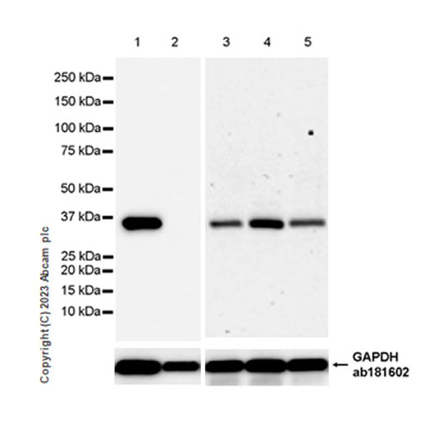 Western blot - Anti-LZTFL1 antibody [EPR27975-54] (AB313634), expandable thumbnail