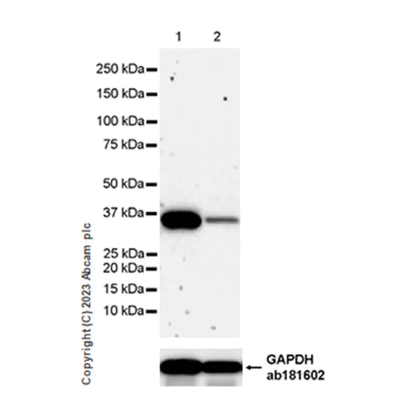 Western blot - Anti-LZTFL1 antibody [EPR27975-54] (AB313634)