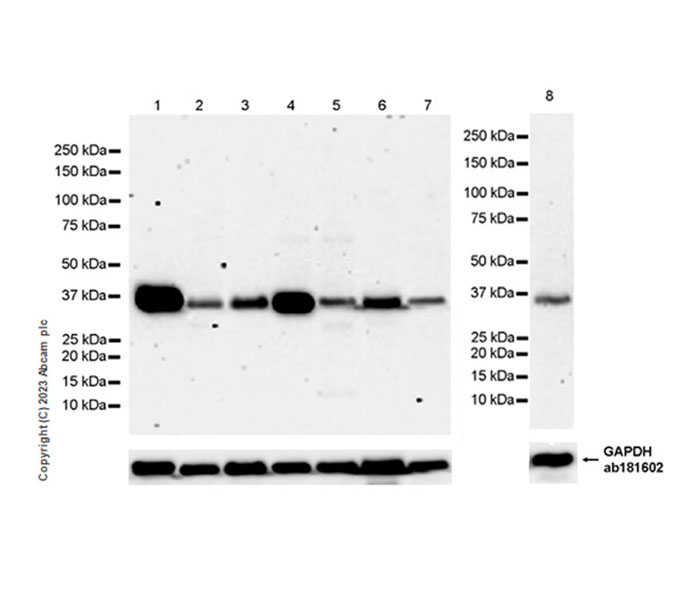 Western blot - Anti-LZTFL1 antibody [EPR27975-54] (AB313634), expandable thumbnail