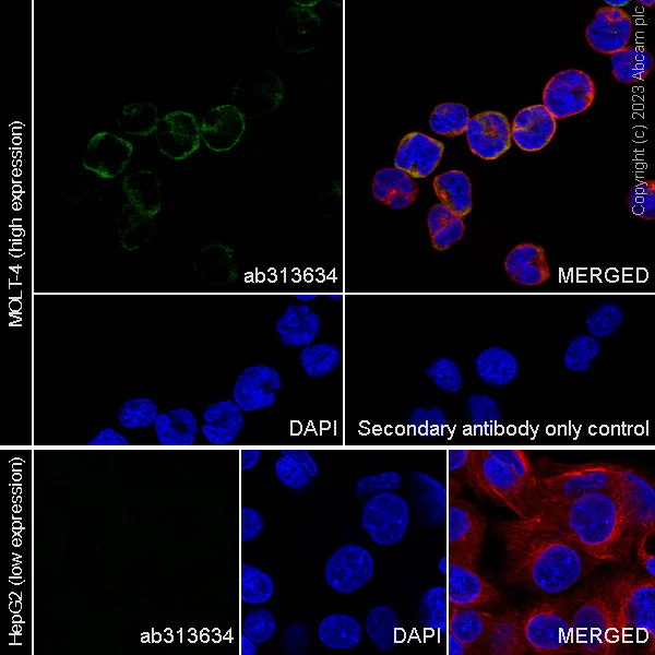 Immunocytochemistry/ Immunofluorescence - Anti-LZTFL1 antibody [EPR27975-54] - BSA and Azide free (AB313635)