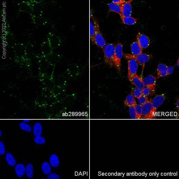 Immunocytochemistry/ Immunofluorescence - Anti-LZTR1 antibody [EPR25253-51] - BSA and Azide free (AB289988)