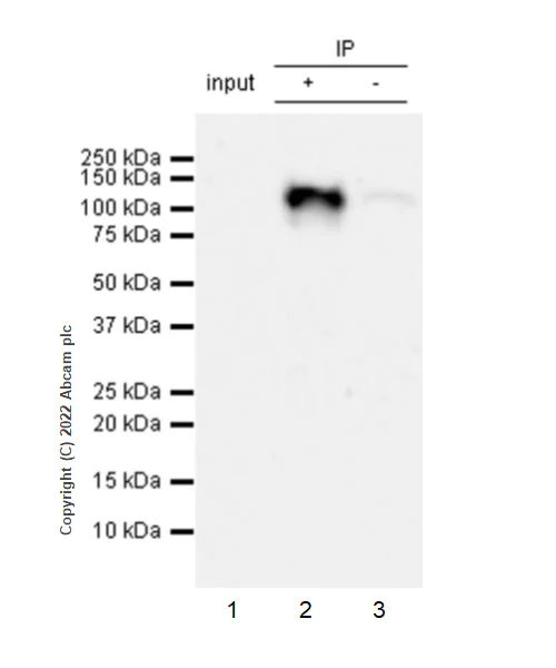 Immunoprecipitation - Anti-LZTR1 antibody [EPR25253-51] - BSA and Azide free (AB289988)