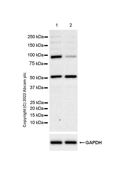 Western blot - Anti-LZTR1 antibody [EPR25253-51] - BSA and Azide free (AB289988)