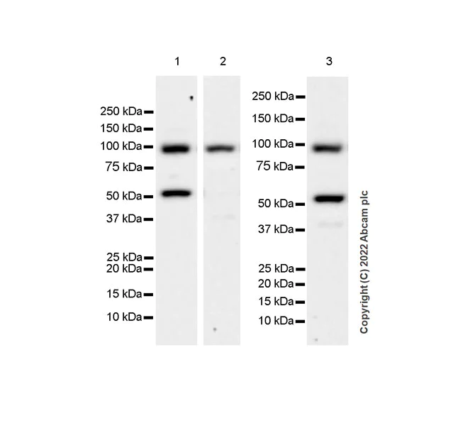 Western blot - Anti-LZTR1 antibody [EPR25253-51] - BSA and Azide free (AB289988)