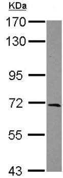 Western blot - Anti-LZTS1/FEZ1 antibody (AB127035)