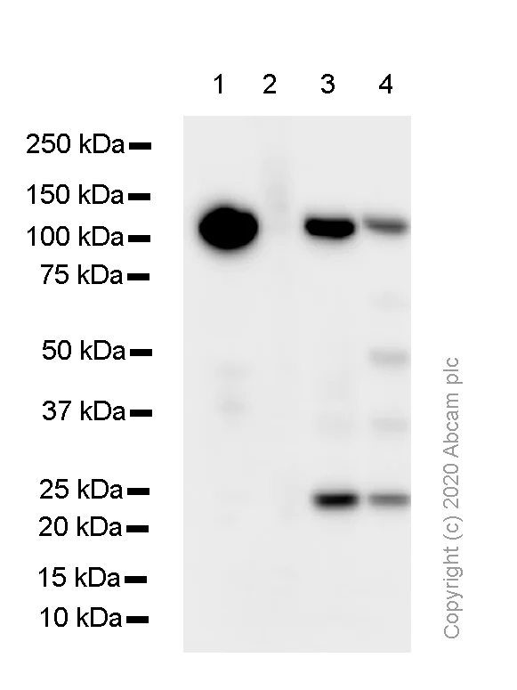 Western blot - Anti-M Cadherin antibody [EP5756] - BSA and Azide free (AB284800)