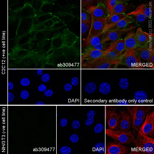 Immunocytochemistry/ Immunofluorescence - Anti-M Cadherin antibody [EPR25401-56] - BSA and Azide free (AB309478)