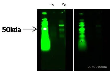 Western blot - Anti-M-CSF antibody (AB9693)