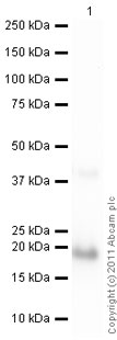 Western blot - Anti-M-CSF antibody (AB9693), expandable thumbnail
