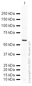 Western blot - Anti-M-CSF antibody (AB99178)