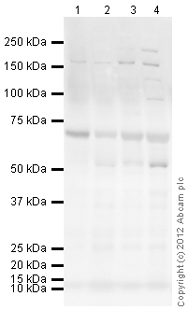 Western blot - Anti-M-CSF antibody (AB99178), expandable thumbnail