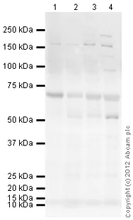 Western blot - Anti-M-CSF antibody (AB99178)