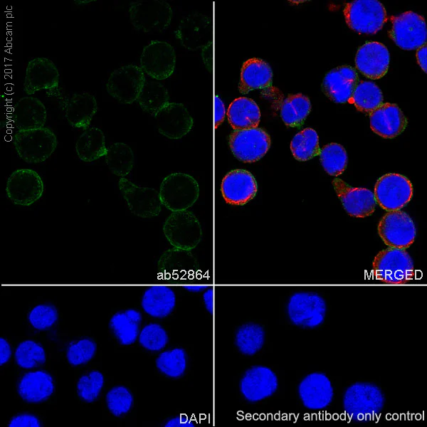 Immunocytochemistry/ Immunofluorescence - Anti-M-CSF antibody [EP1179Y] (AB52864)