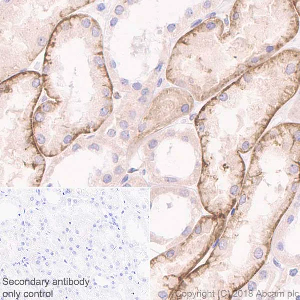 Immunohistochemistry (Formalin/PFA-fixed paraffin-embedded sections) - Anti-M-CSF antibody [EP1179Y] (AB52864)