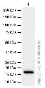 Western blot - Anti-M-CSF antibody [EP1179Y] (AB52864)