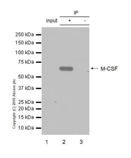 Immunoprecipitation - Anti-M-CSF antibody [EP1179Y] - BSA and Azide free (AB232165)