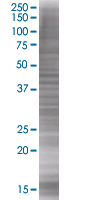 M-CSF overexpression 293T lysate (whole cell)