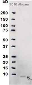 Western blot - Anti-M13 Bacteriophage Coat Protein g8p antibody [RL-ph2] (AB9225), expandable thumbnail