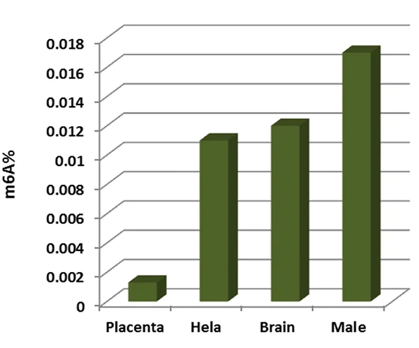Functional Studies - m6A DNA Methylation Assay Kit (Colorimetric) (AB233488)