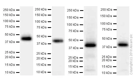 Western blot - Anti-M6PR (cation dependent) antibody [EPR7691] (AB134153)
