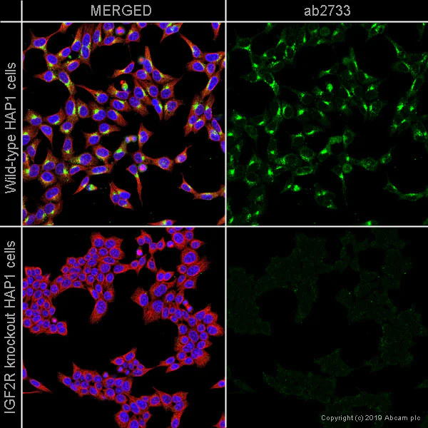 Immunocytochemistry/ Immunofluorescence - Anti-M6PR (cation independent) antibody [2G11] (AB2733)