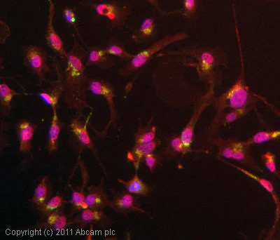 Immunocytochemistry/ Immunofluorescence - Anti-M6PR (cation independent) antibody [2G11] (AB2733)