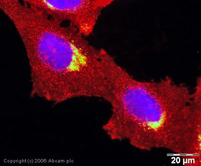 Immunocytochemistry/ Immunofluorescence - Anti-M6PR (cation independent) antibody [2G11] (AB2733)