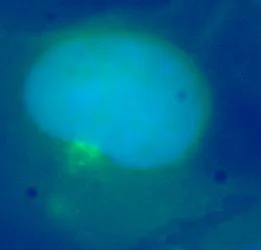 Immunocytochemistry/ Immunofluorescence - Anti-M6PR (cation independent) antibody [2G11] (AB2733)